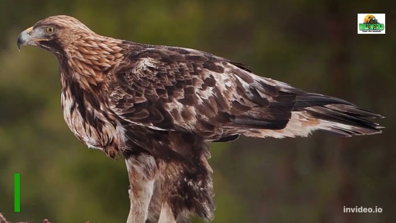 Hawk vs Eagle