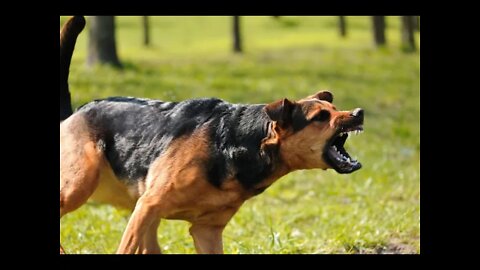 How To Make A Dog Become Agressive Instantly With A Few Simple Tricks