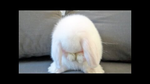 cute baby rabbit !!!