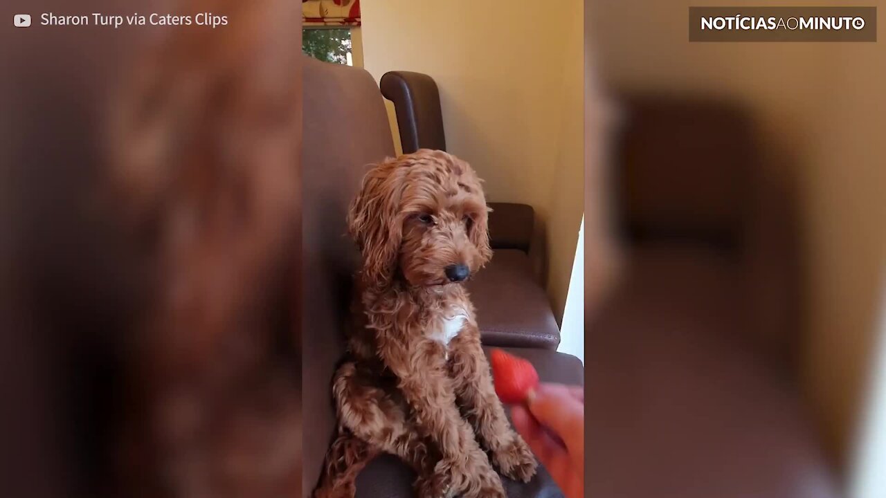 Ce chien a des réflexes d'être humain !