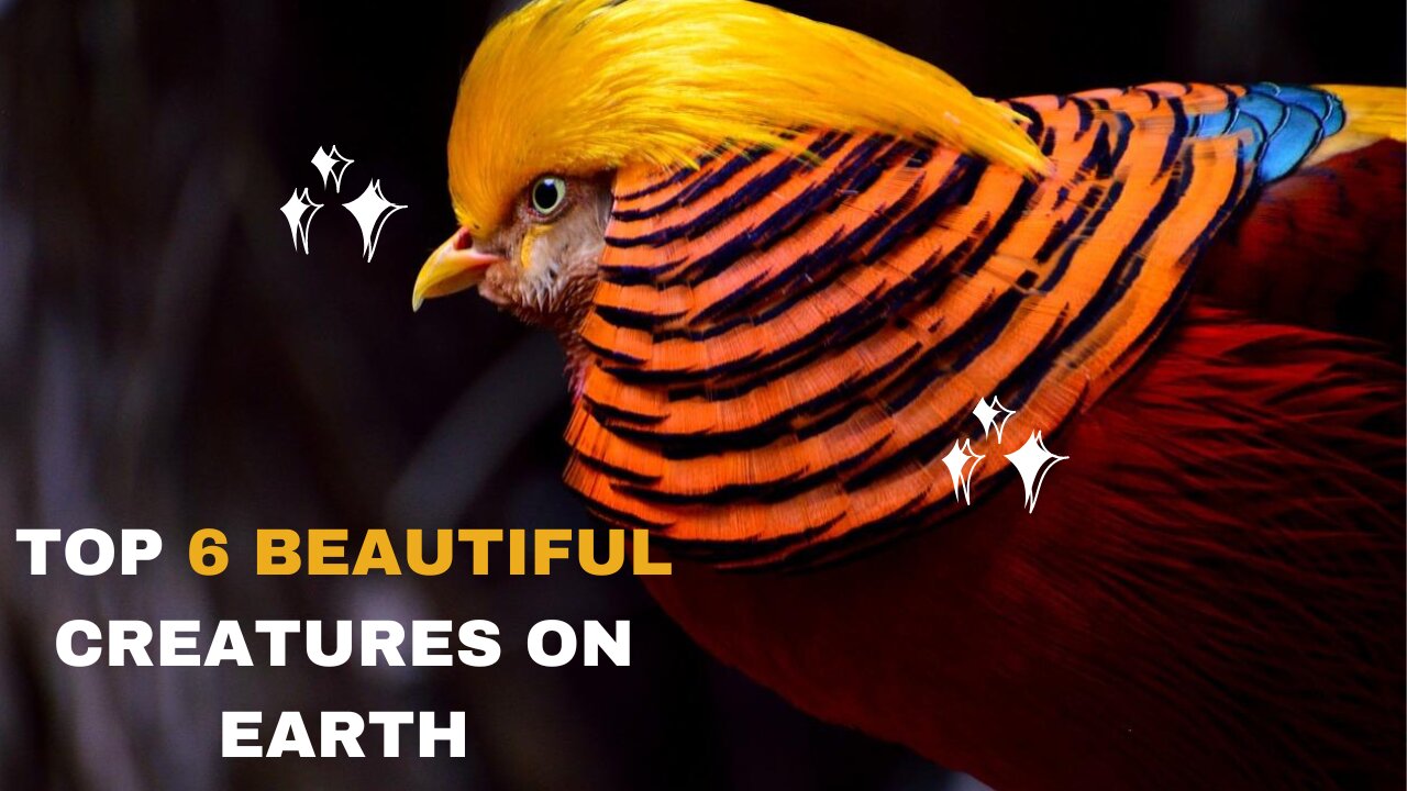 6 of the Most Adorable and Cute Animals in the World