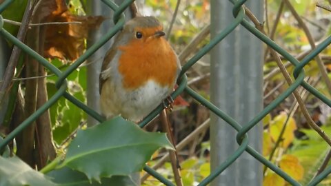 Robin