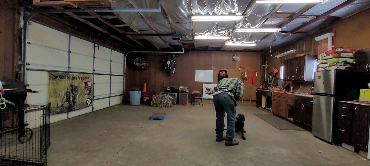 closer to getting back on the e collar