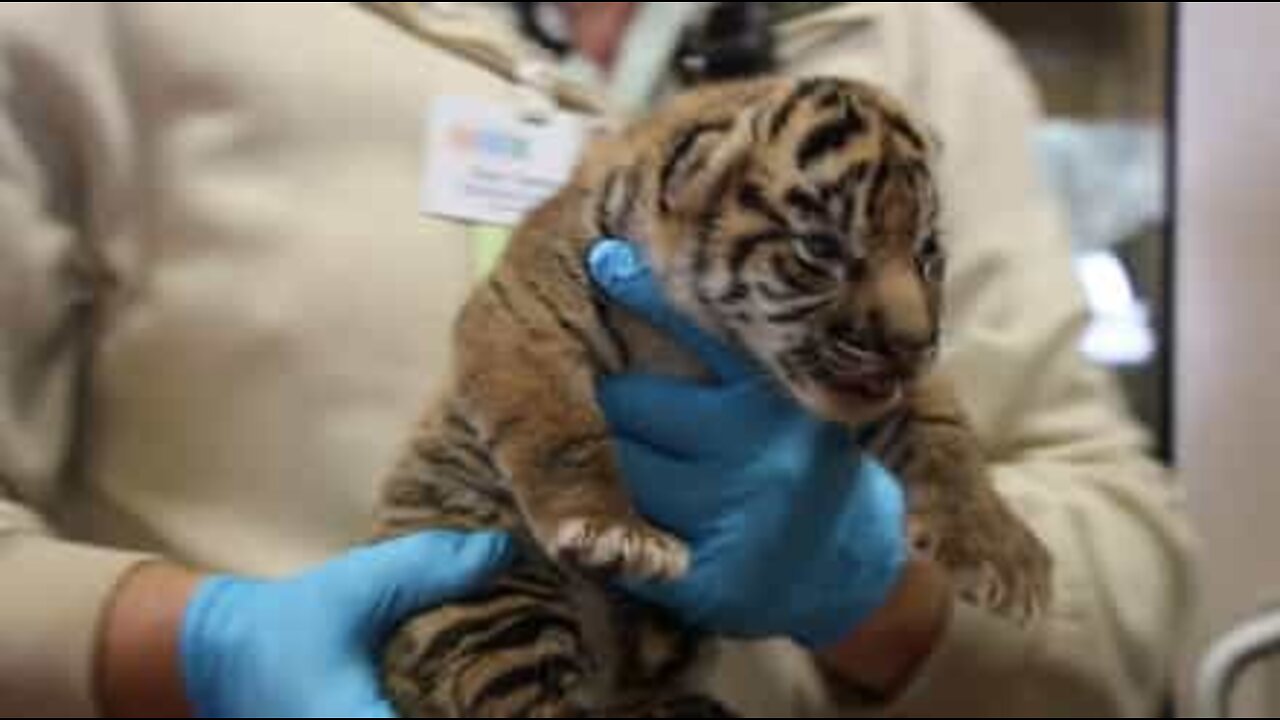 Extinction-threatened tiger cubs born in the USA