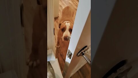 When you can tell by the pit-bull's face what to expect