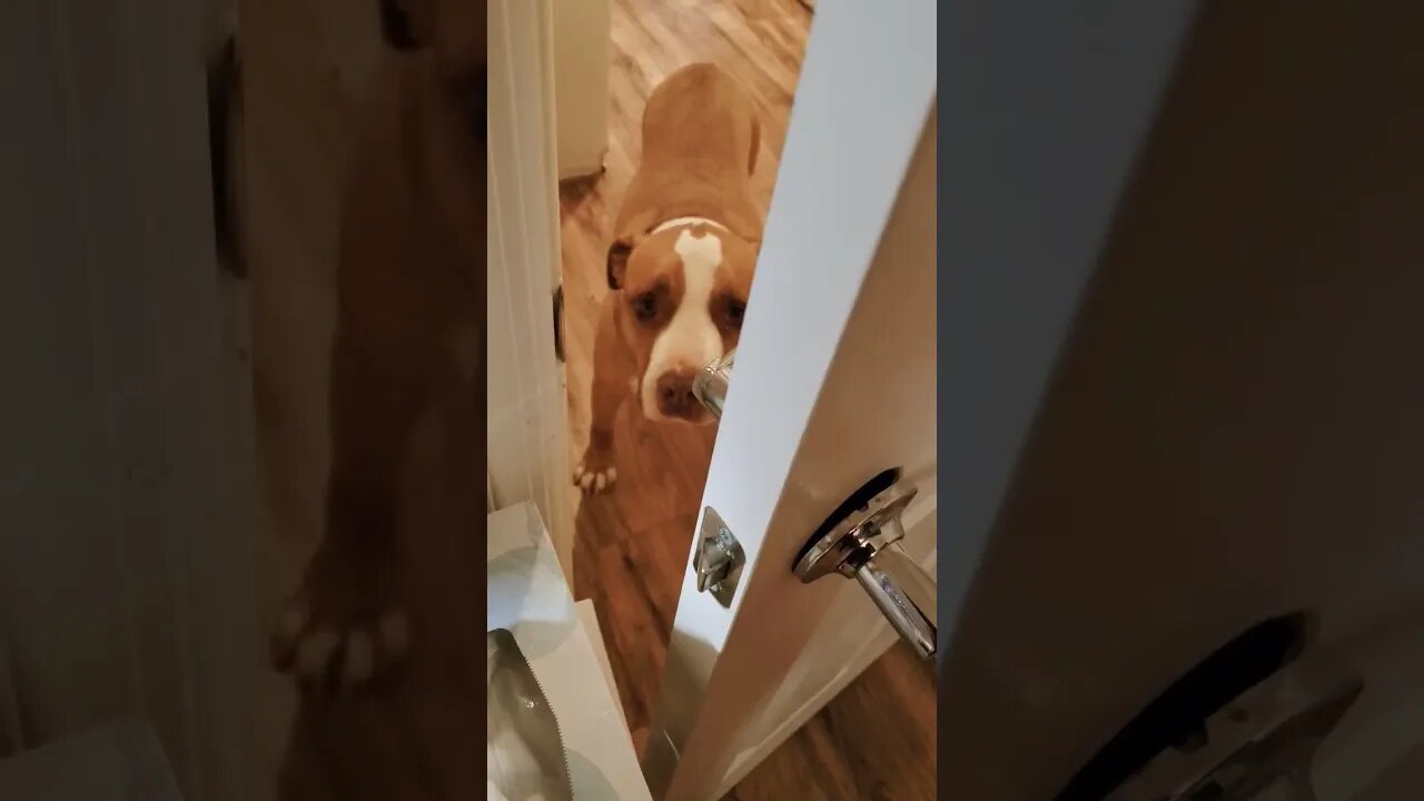 When you can tell by the pit-bull's face what to expect