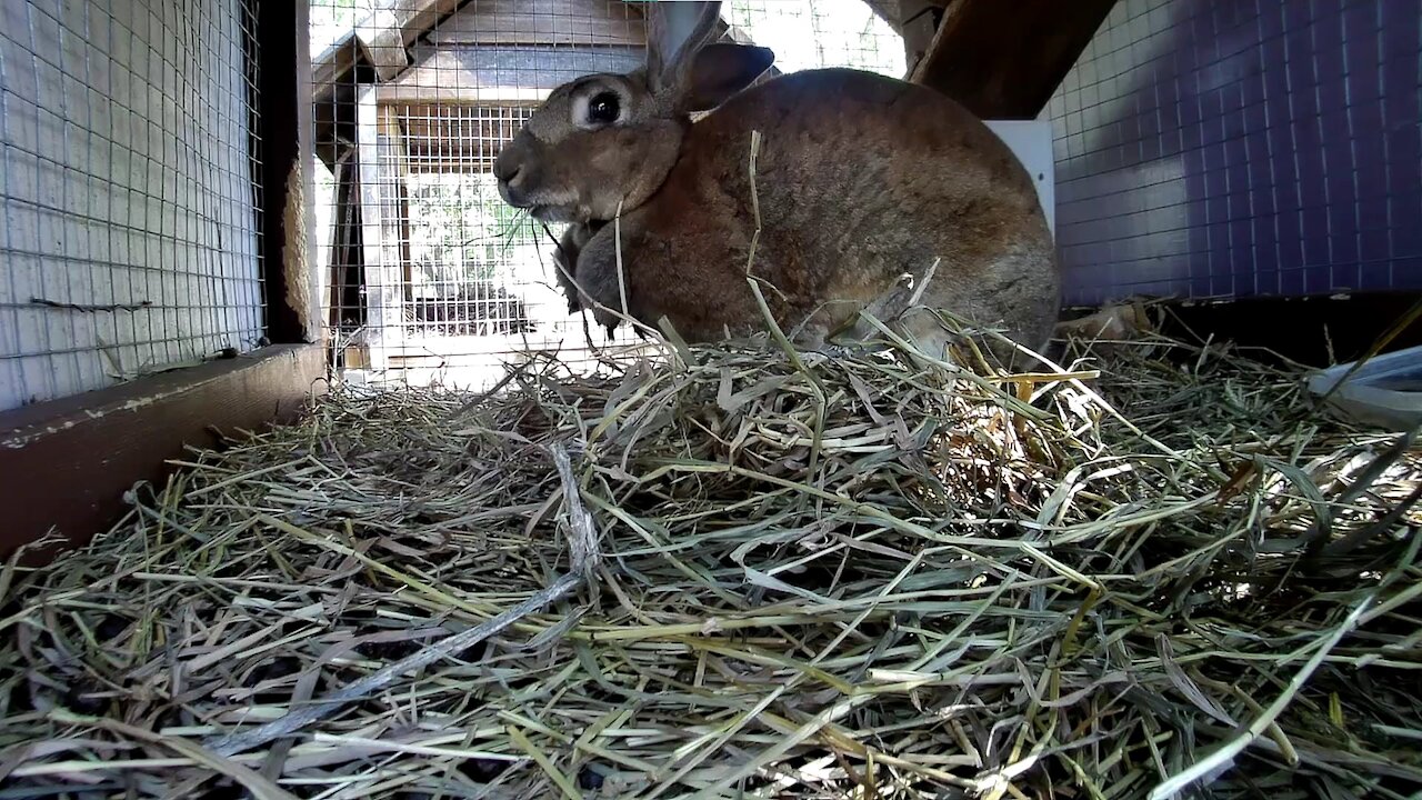 Lady the rabbit, in her hutch, chillin