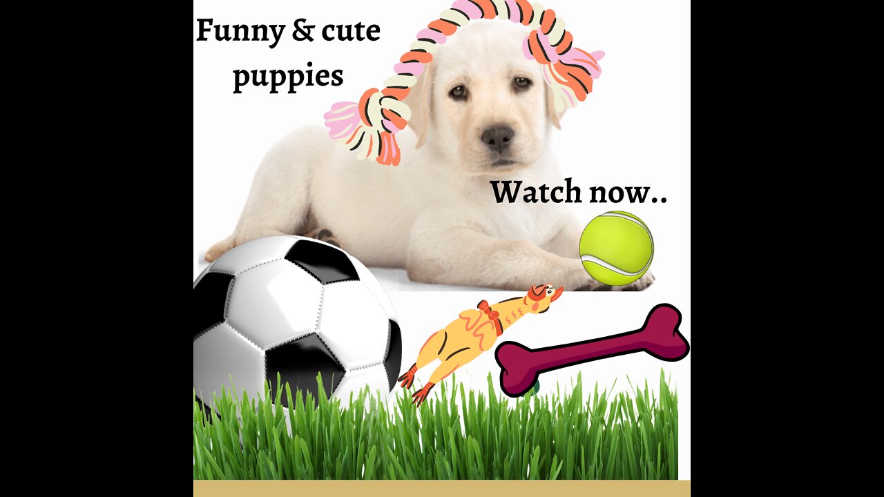 FunnyVideo of Puppies & cute Labrador ..