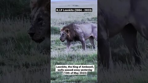 R.I.P Loonkito, King Of Amboseli | #shorts | #shortsafrica