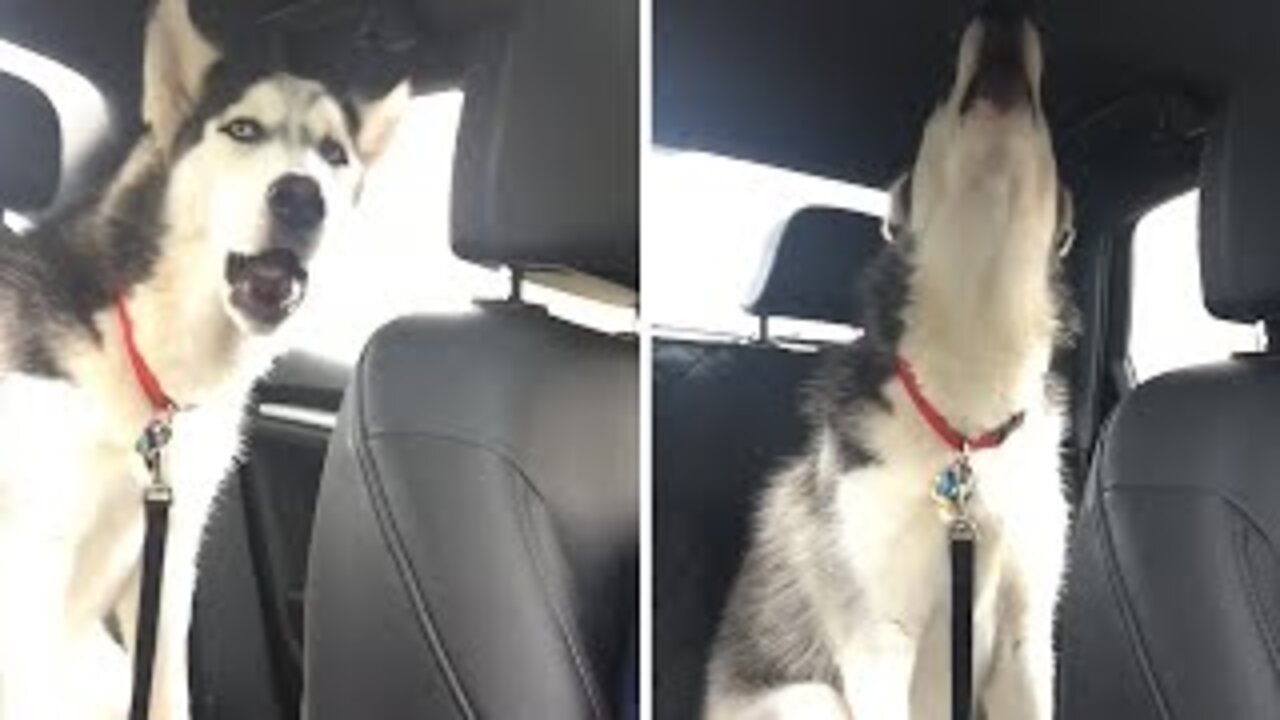 Husky throws temper tantrum because it's raining outside