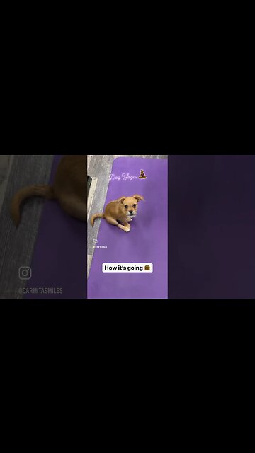 Puppy’s first time on the yoga mat. She’ll be ready for #doga in no time 🤗🐾🐾💕