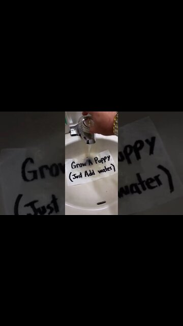 Grow a Puppy in Your SINK! #shorts