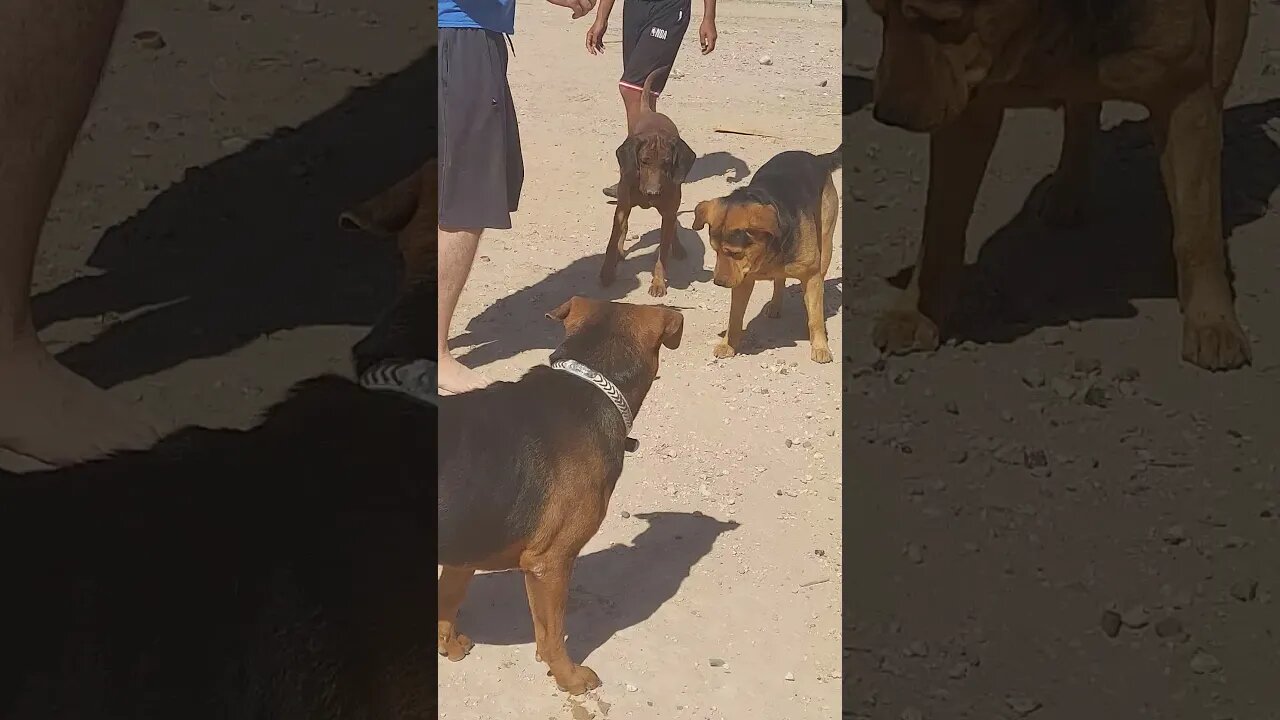 Groundhog Battle Part 1