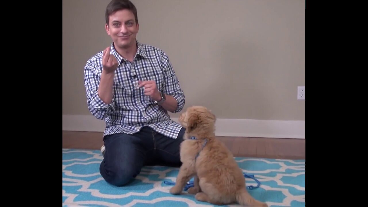 The Most Easiest Thing to Teach your Puppy