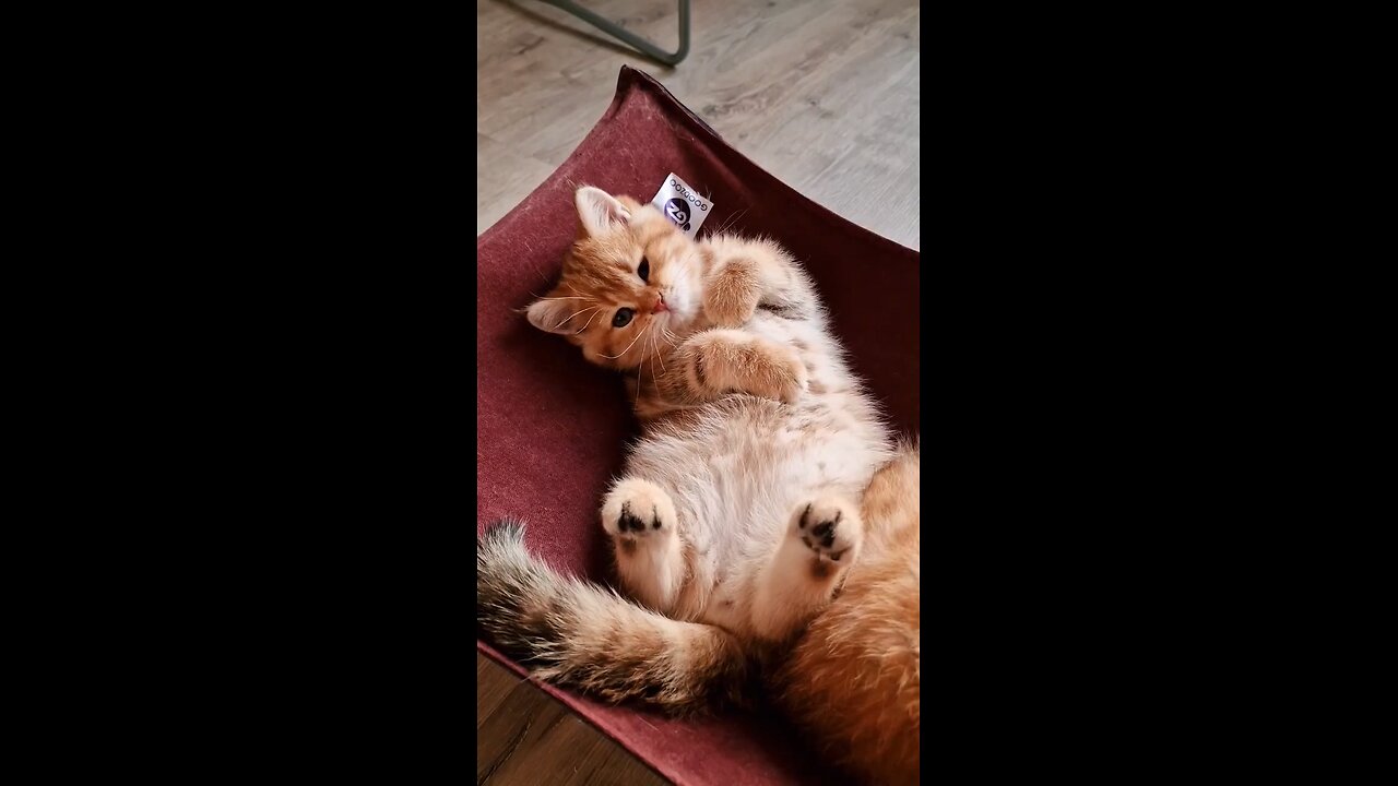 relax _funny _cat _asmr _teddykittens๐๐๐ #teddykittens #cute #kittens #Pikachu ๐๐๐ #teddy