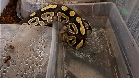 Ball Python eats rat under water