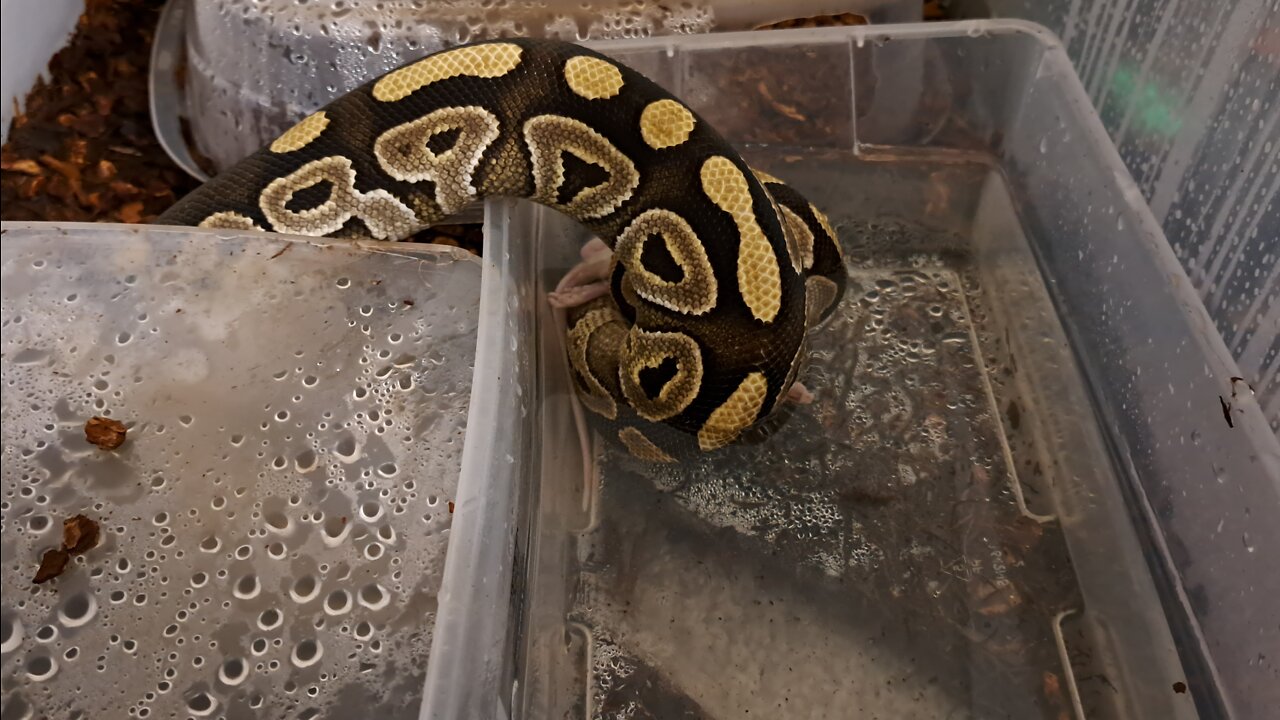 Ball Python eats rat under water