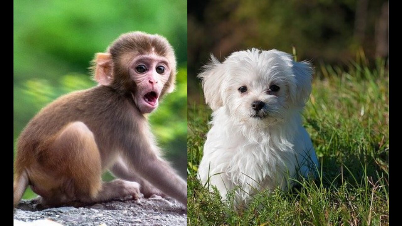 Monkey Baby Bon Bon goes to the supermarket to buy food and eats rainbow ice cream with the puppy