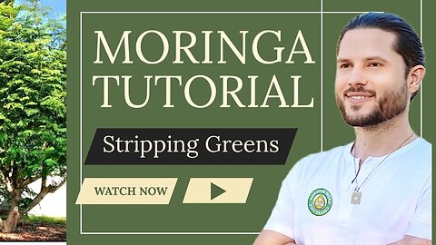 How To Make Money From Moringa Trees