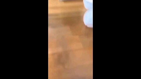 funny videos