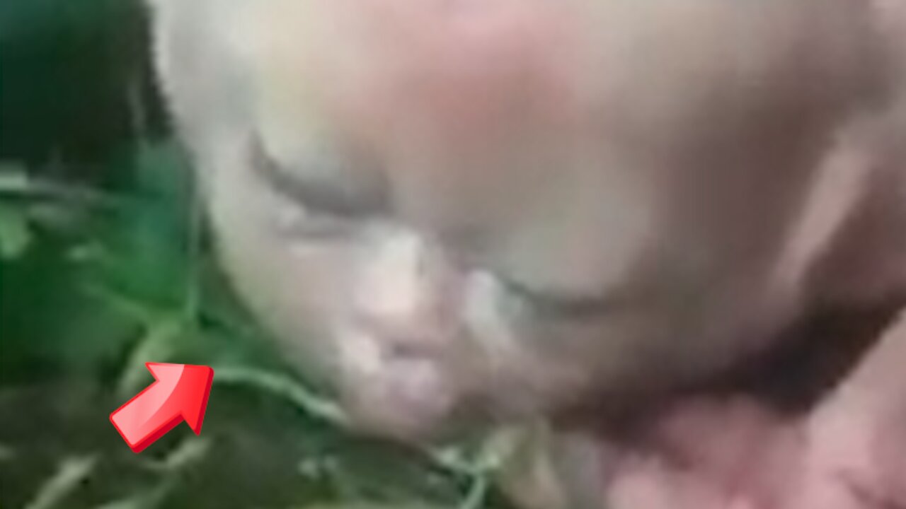 Strange creature with a face like a child living in the forest [Conspiracy]