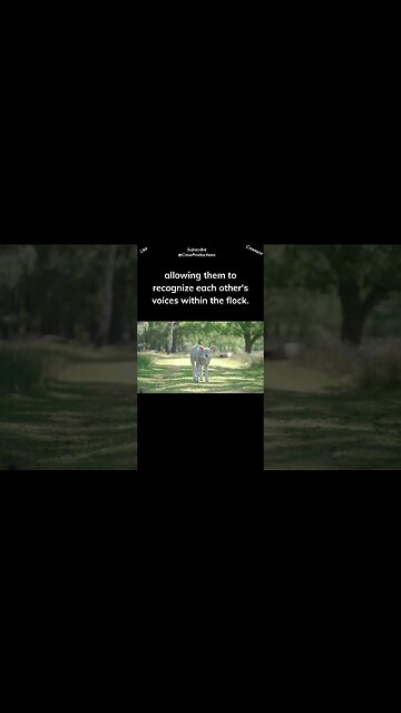 Sheep possess a complex vocal language #sheep #shorts