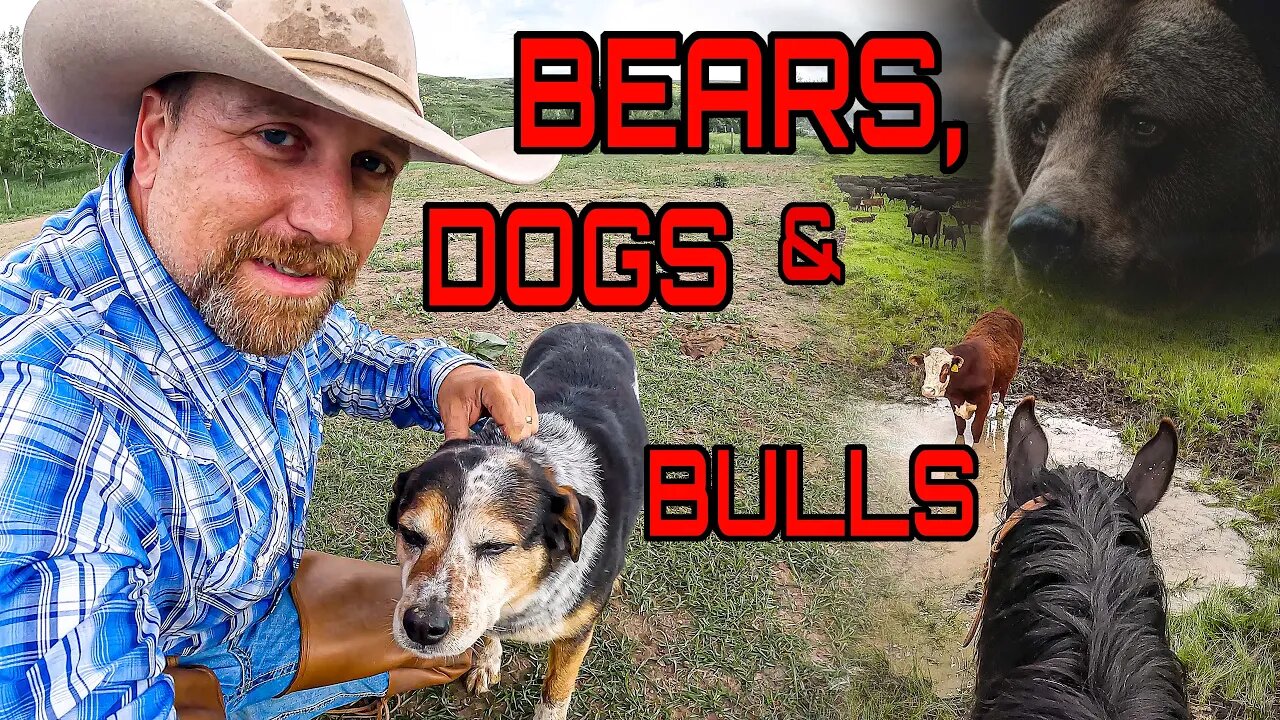 Bear Dogs on a Montana Cattle Drive! ( Day 2 )