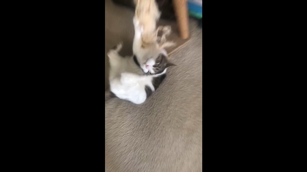 Cute and funny cat