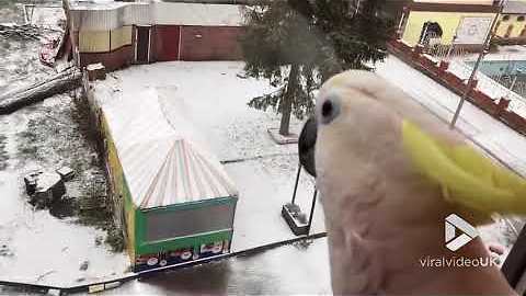 Cockatoo screams at snow