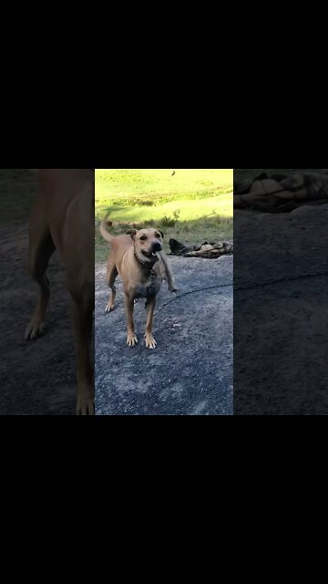 Dog happily plays with slipper