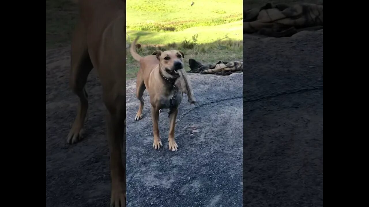 Dog happily plays with slipper