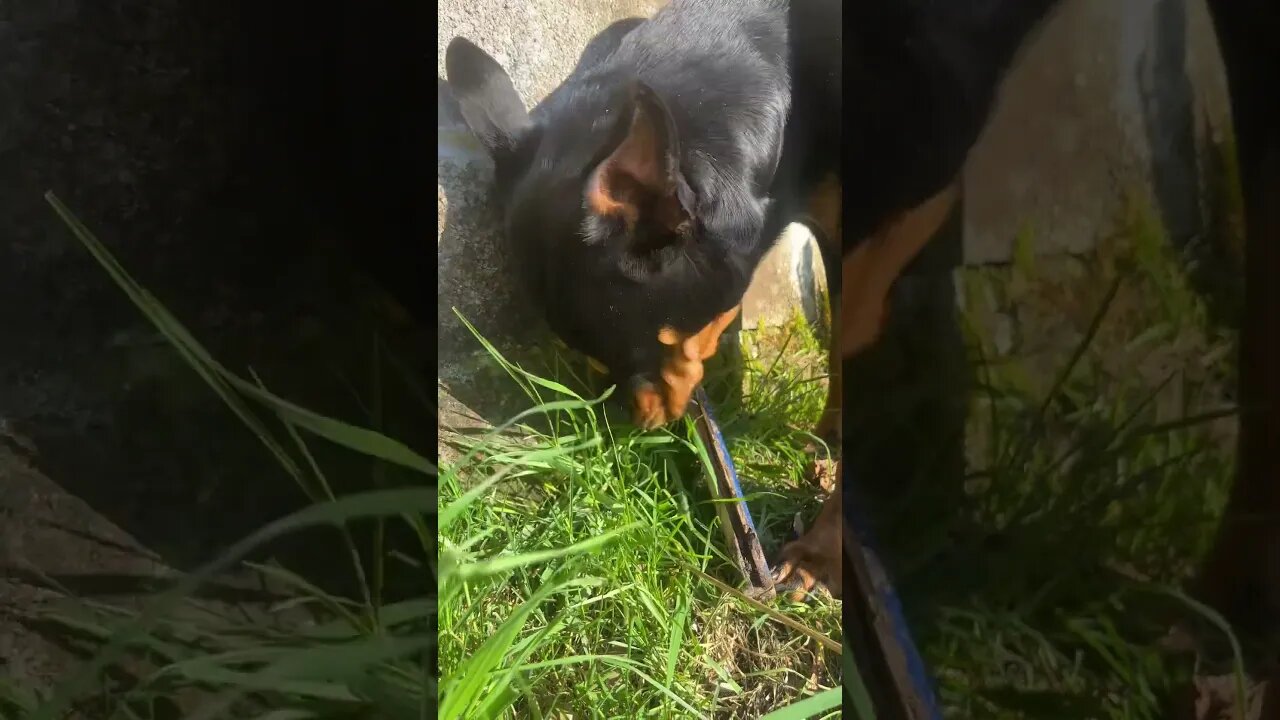 Cute dog eats grass #shorts #short #viral #trending #subscribe