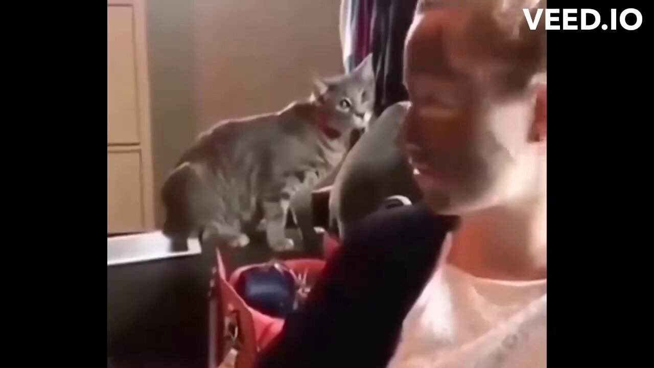 Funny cat video 🤣