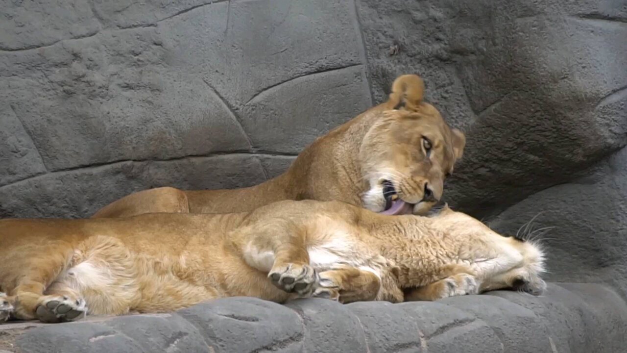 Lion lick fur care smooch zoo
