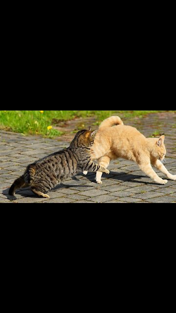 My Cat Status #shorts #cat_shorts