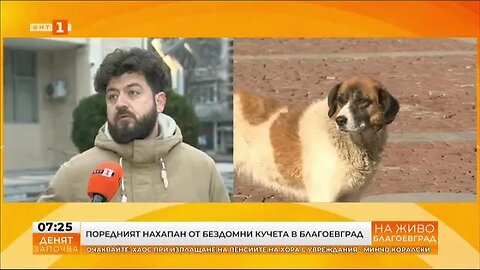 Бездомни кучета нападнаха актьора Иван Тодоров в Благоевград