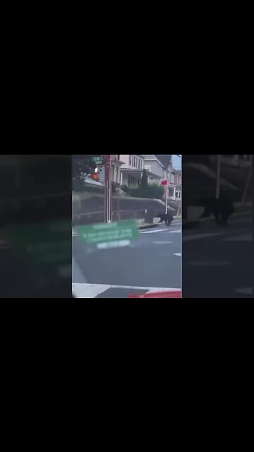 Black bear spotted in Washington, DC this morning.