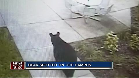 Black bear spotted wandering around UCF campus