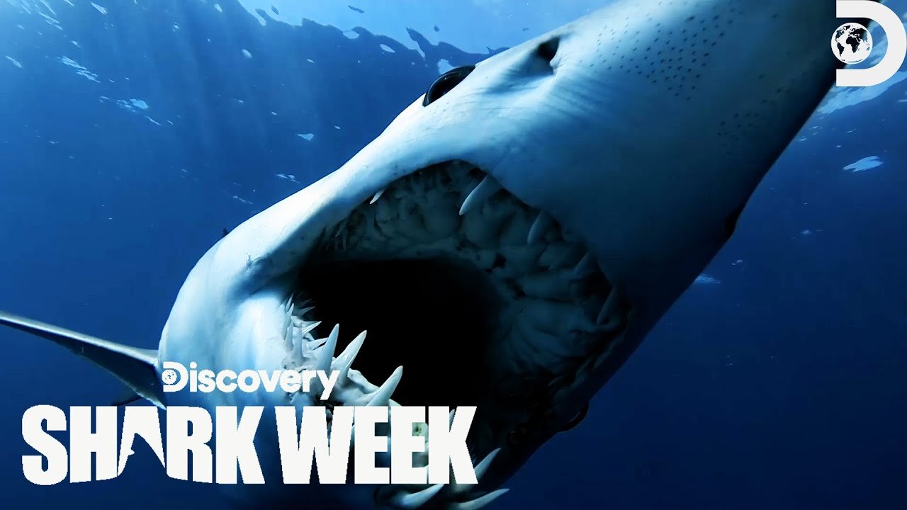 INCOMING! We've Got Makos Monster Mako Fresh Blood
