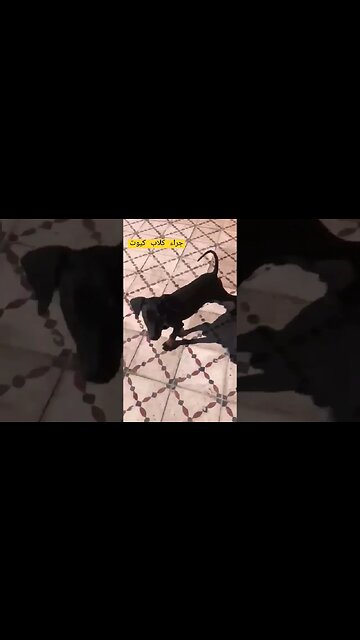 جراء كلاب كيوت روعة