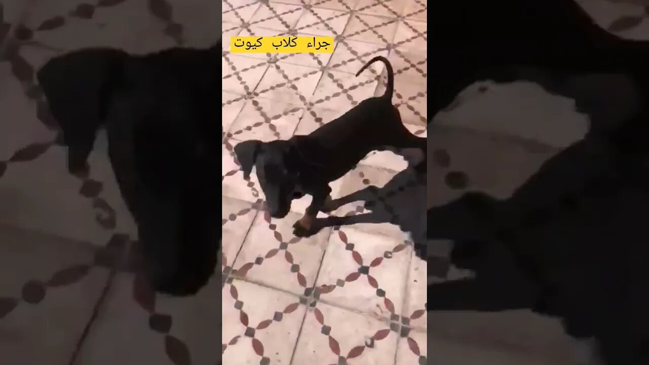 جراء كلاب كيوت روعة