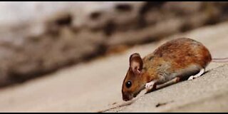 Rato invade Pizzaria em Washington D.C.