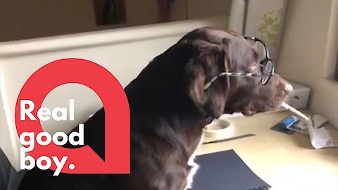 Dog shares coronavirus safety tips in sweet TikTok video