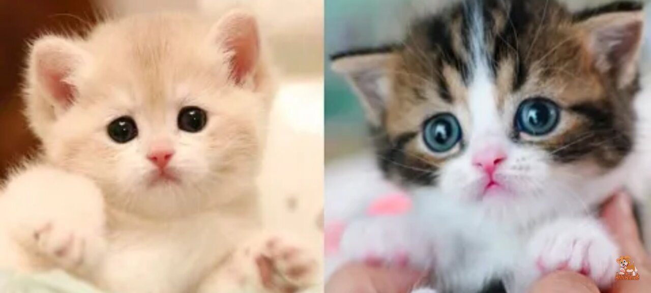 Baby Cat -Cute and Funny Cat Videos