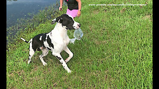 Funny Great Dane Swipes A Bag Of Fish