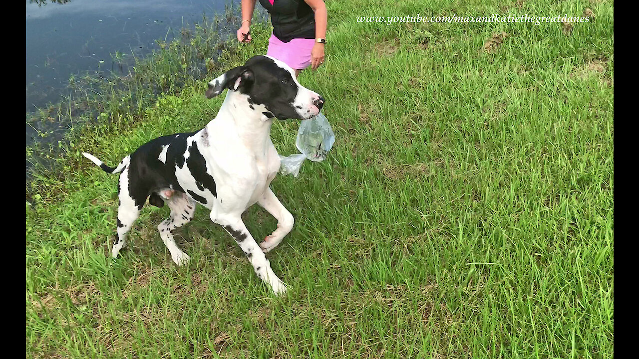 Funny Great Dane Swipes A Bag Of Fish