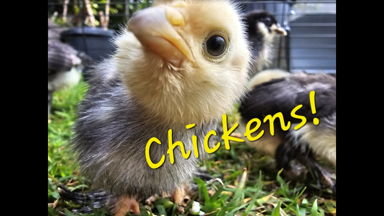 OMG We Got CHICKENS! Cute baby chicks!