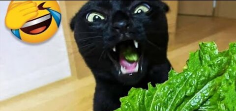 Funny Animals Video - Best Cats and Dogs Videos Of The Month 2022 !
