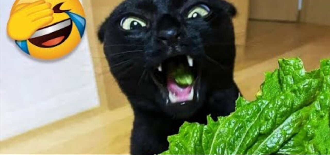 Funny Animals Video - Best Cats and Dogs Videos Of The Month 2022 !
