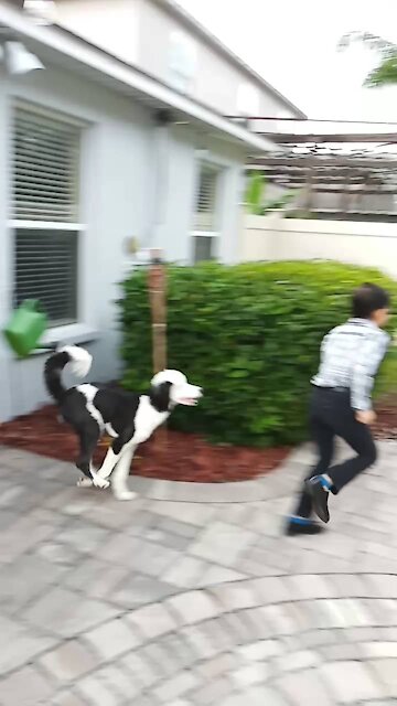 Luna the Sheepadoodle chasing Liam.